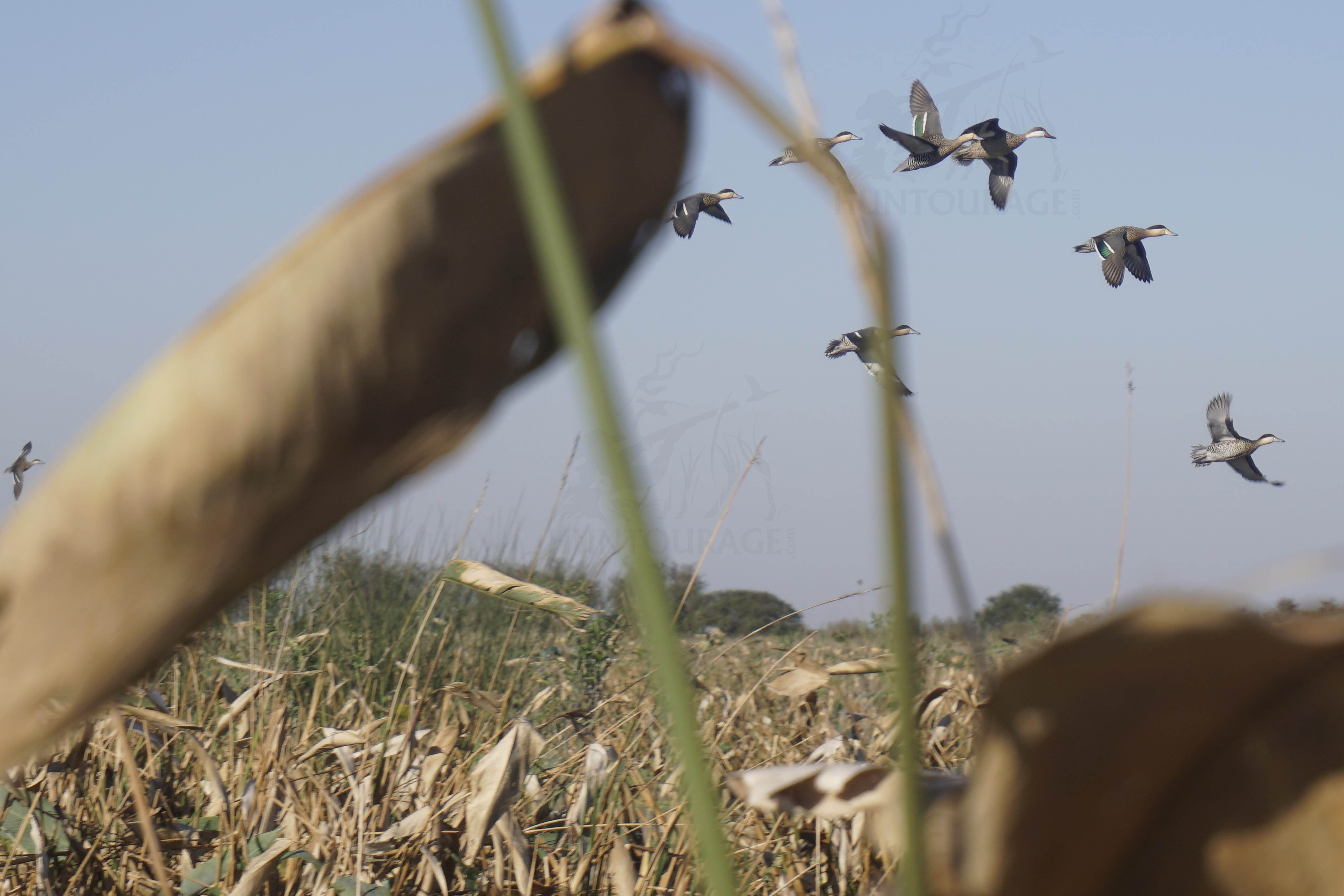 Duck Hunting in Argentina