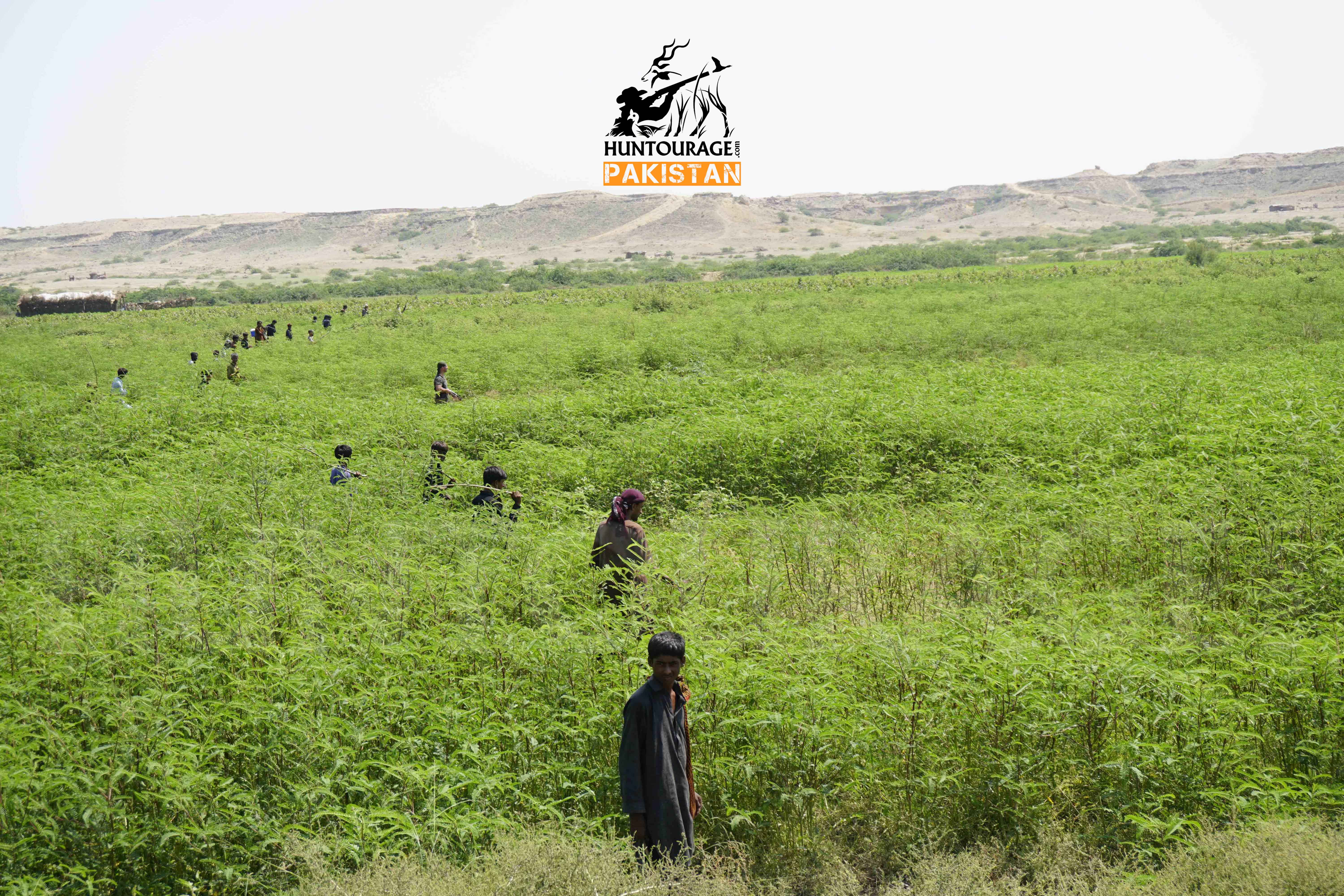 Pakistan High Volume Quail Hunting 