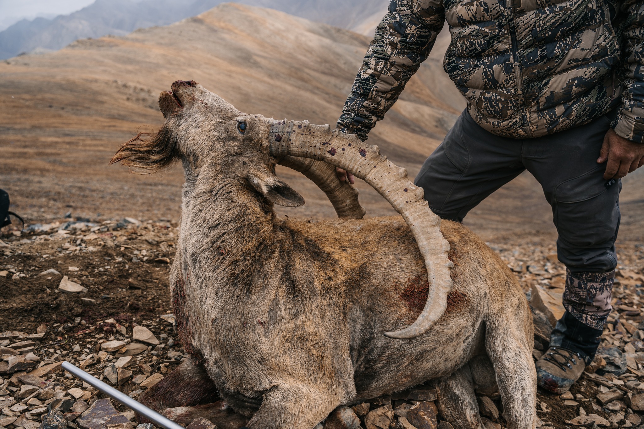 KYRGYZSTAN IBEX HUNTING