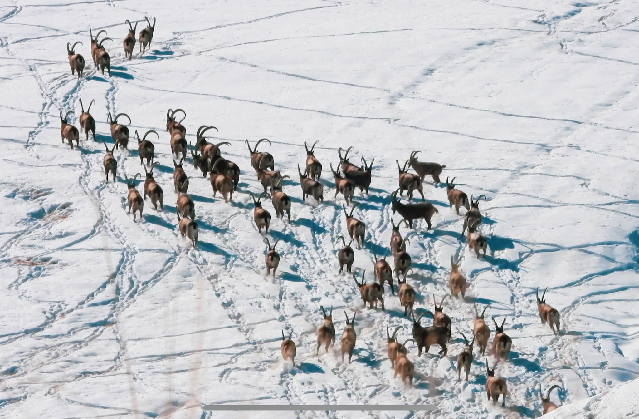 KYRGYZSTAN IBEX HUNTING