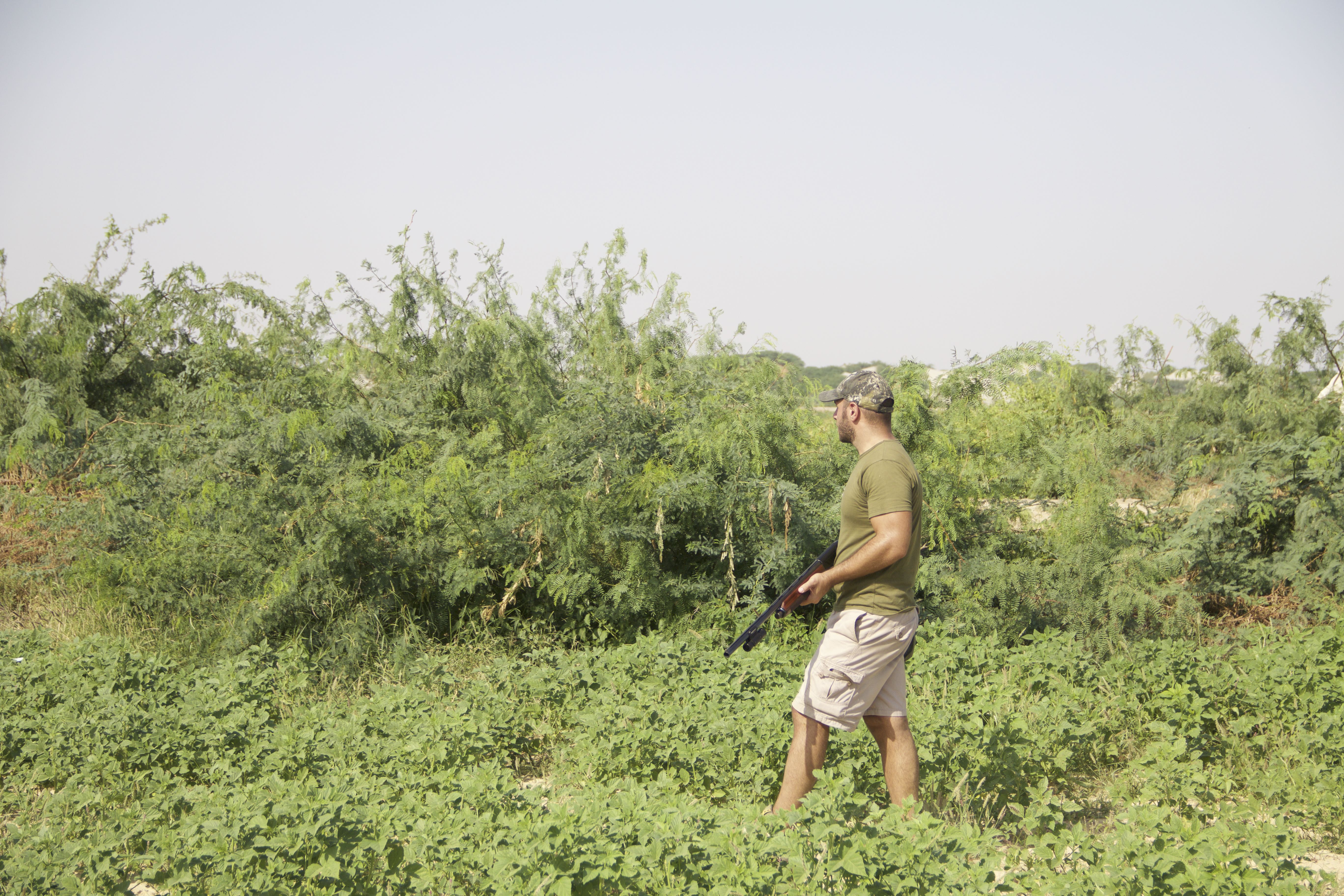 Pakistan High Volume Quail Hunting 