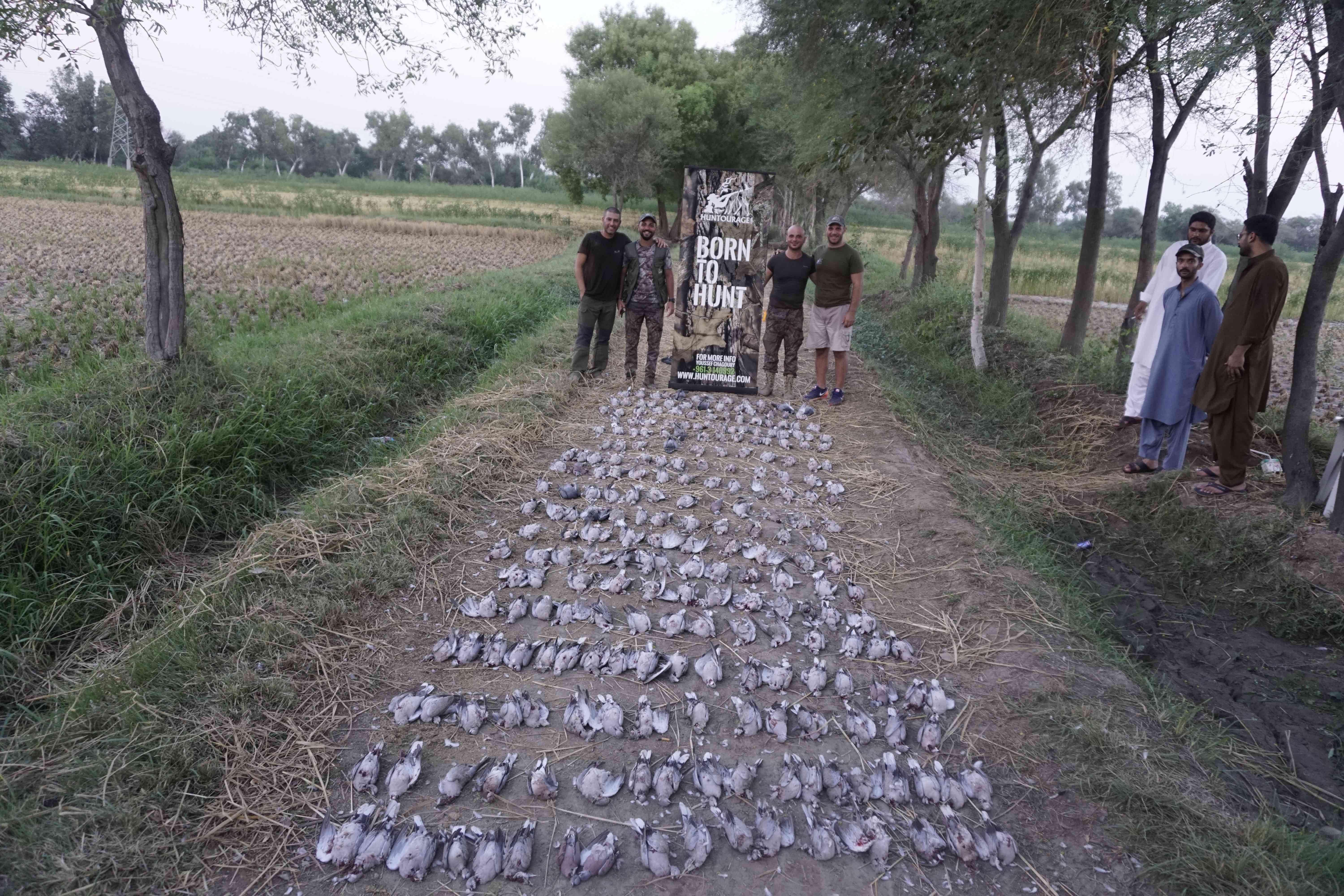 Pakistan High Volume Quail Hunting 